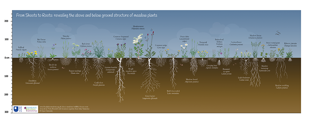 Poster showing drawings of meadow plants including aboveground parts and root systems.