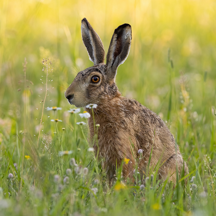 Photo of a brown hare sitting in a meadow