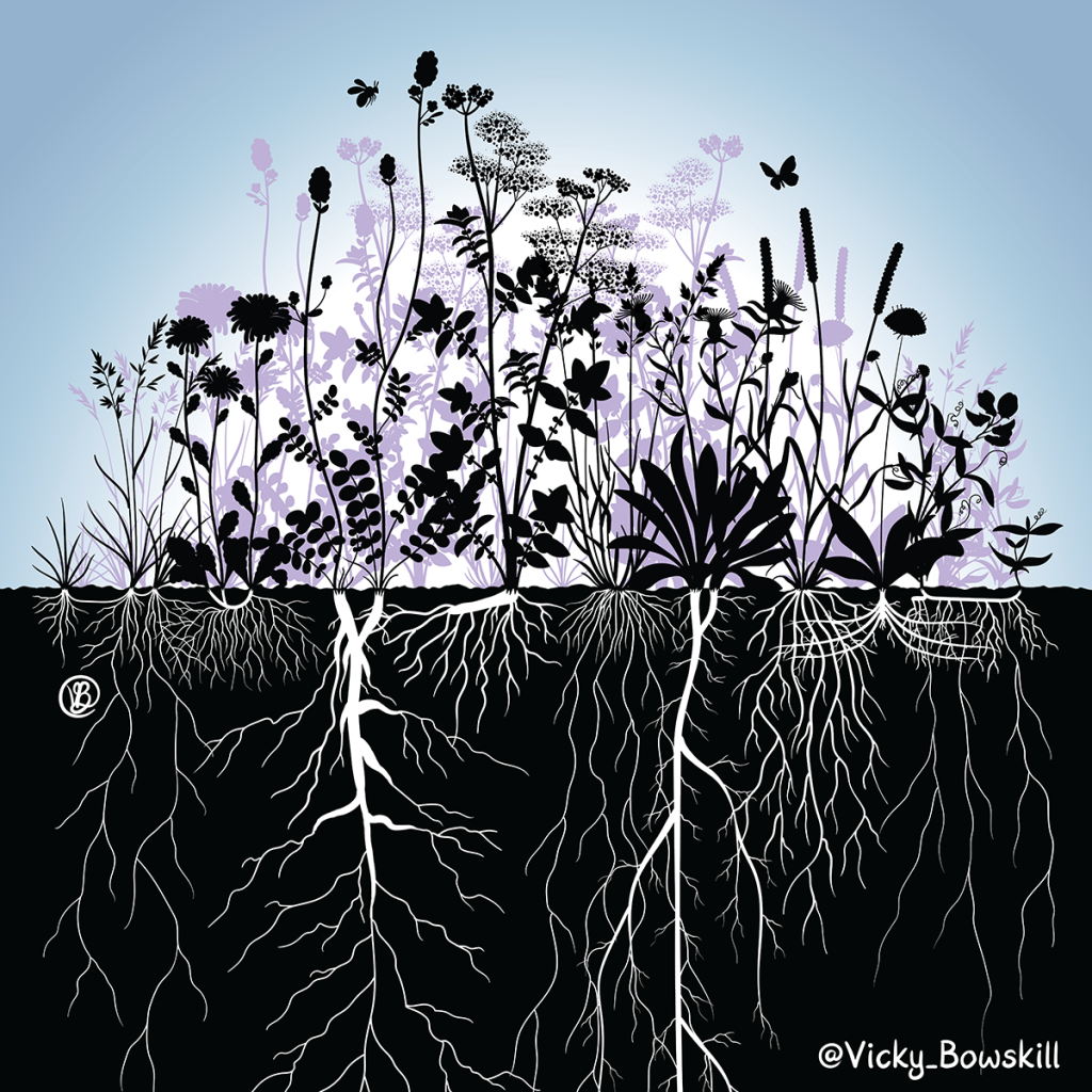 Silhouette illustration in black and blue of above and below ground parts of a floodplain meadow by Vicky Bowskill