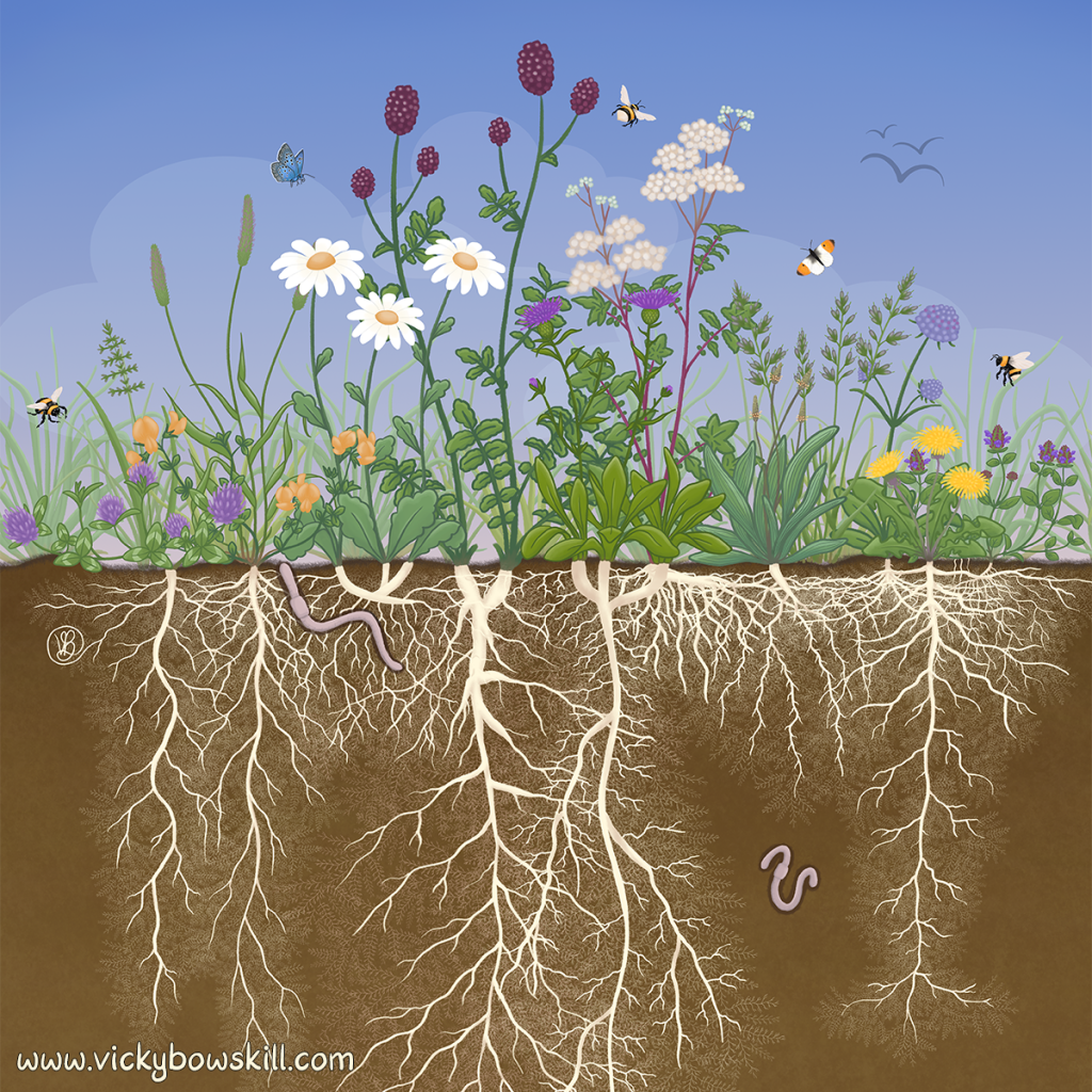 Colourful illustration of above and below ground parts of a floodplain meadow by Vicky Bowskill