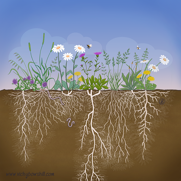 Colourful illustration of above and below ground meadow plants by Vicky Bowskill